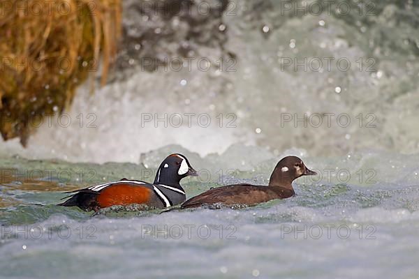 Harlequin Duck