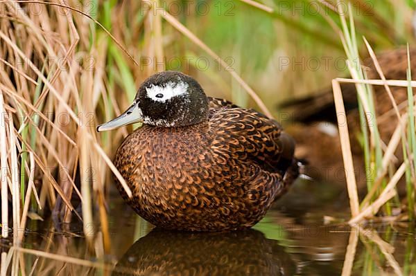 Laysan duck