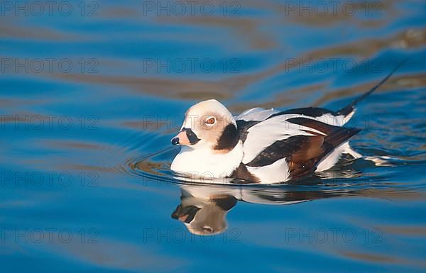 Long-tailed duck