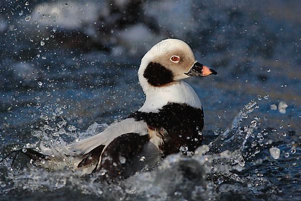 Long-tailed duck