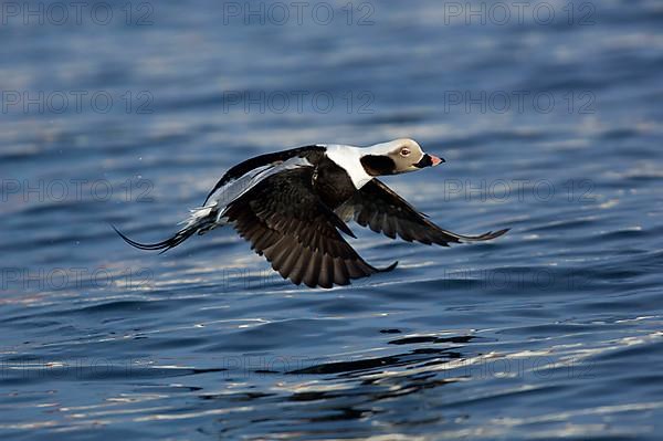 Long-tailed duck