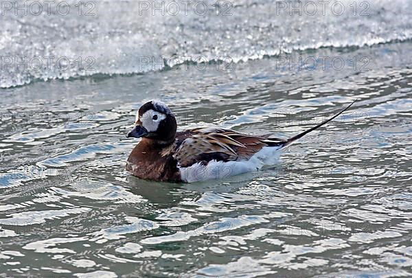 Long-tailed duck