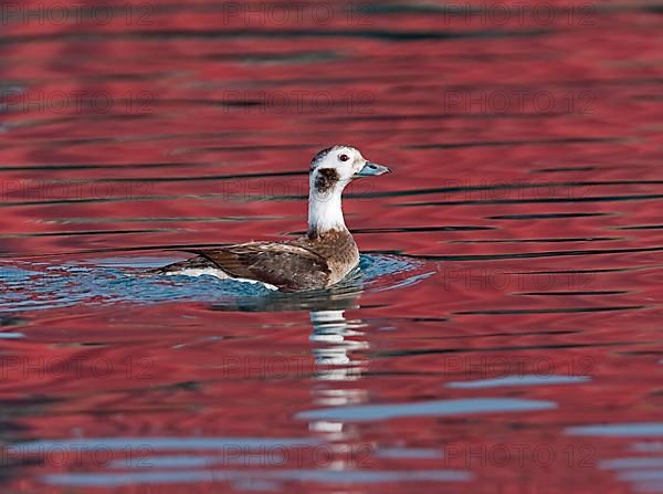 Long-tailed duck