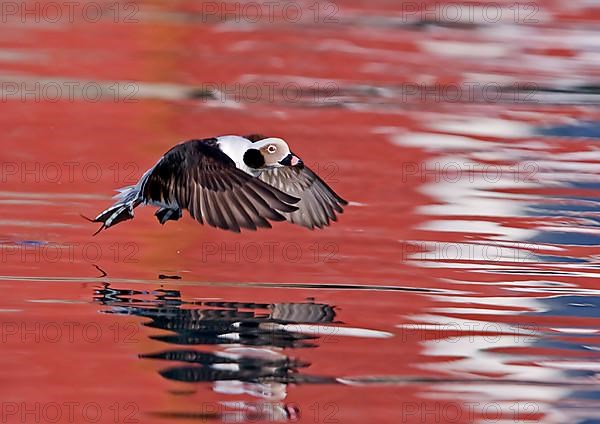 Long-tailed duck