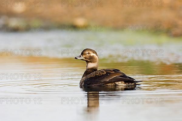 Long-tailed Duck