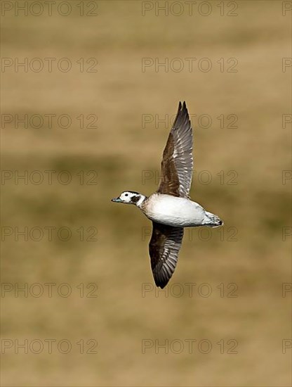 Long-tailed Duck