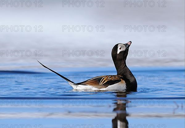 Long-tailed Duck