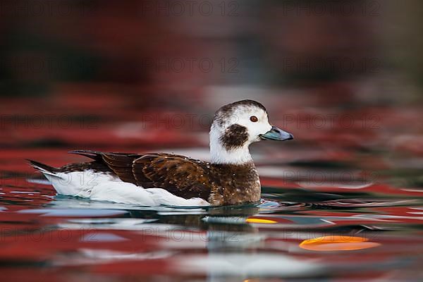 Long-tailed duck