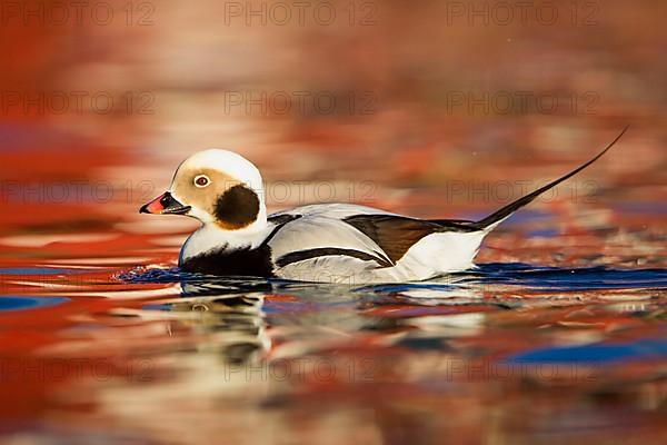 Long-tailed duck