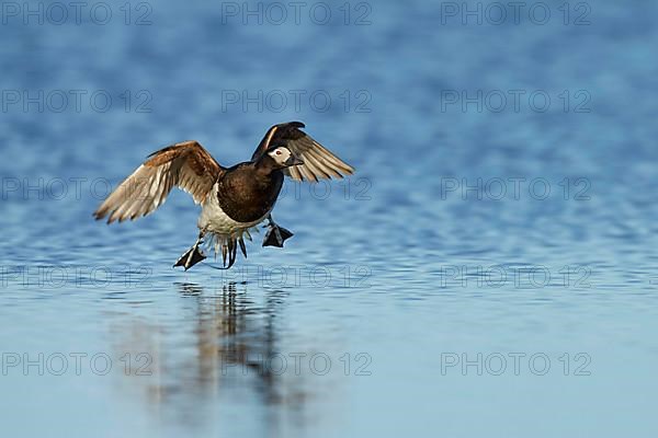 Long-tailed duck