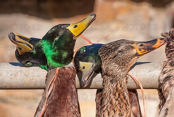 Mallards