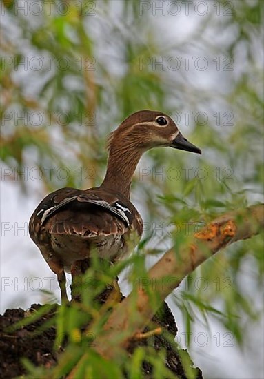 Mandarin Duck