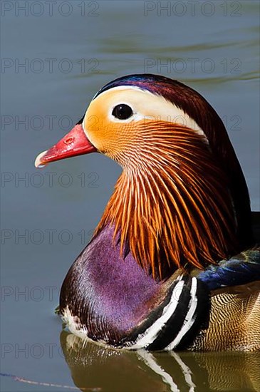 Mandarin duck