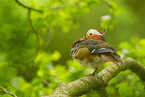 Mandarin Duck