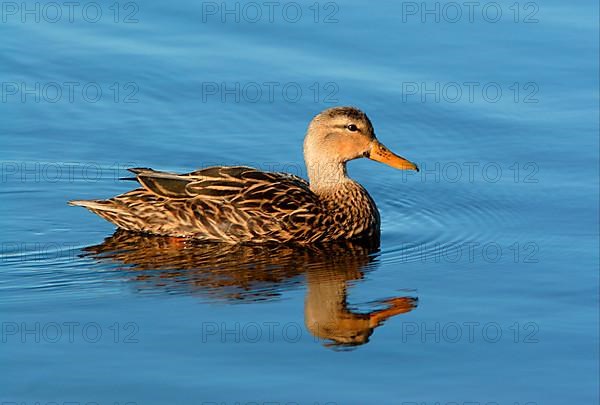 Mottled Duck