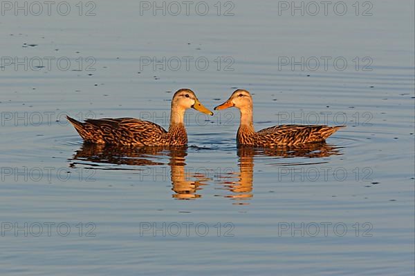 Mottled Duck