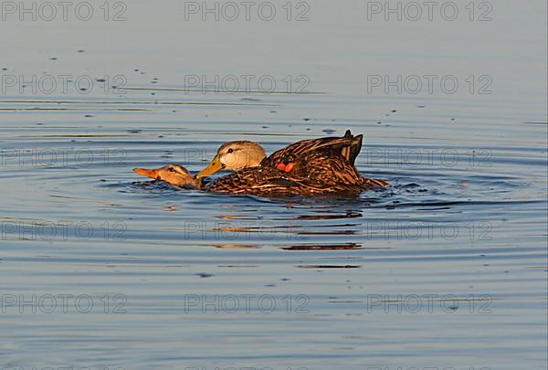 Mottled Duck