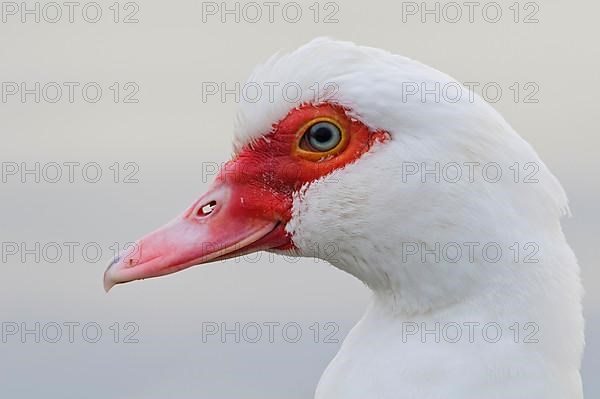 Muscovy Duck