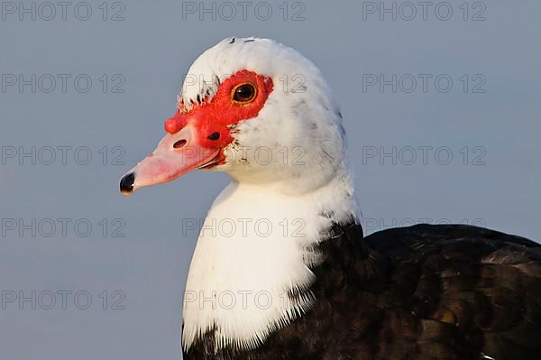 Muscovy Duck