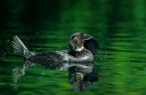 Musk duck