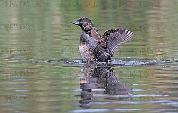 Musk duck