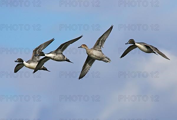 Northern Pintail