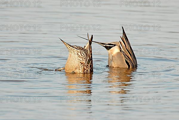 Northern pintail