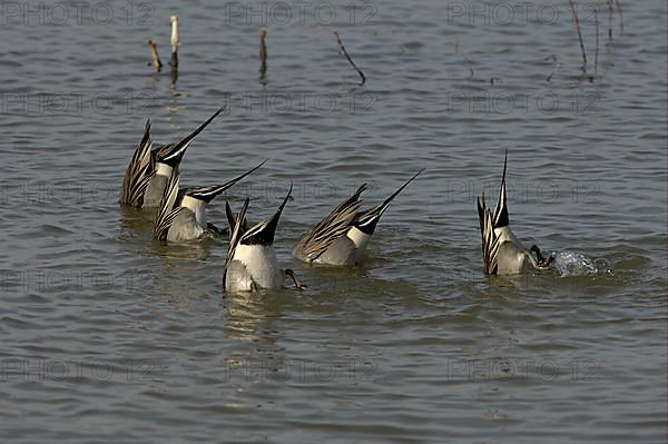 Northern Pintail