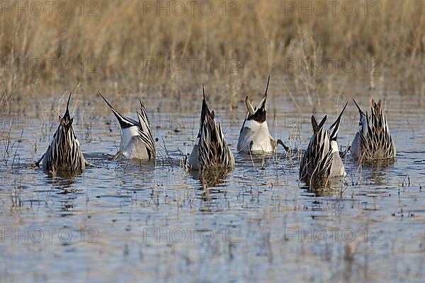 Northern Pintail