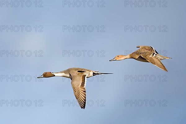 Northern pintail