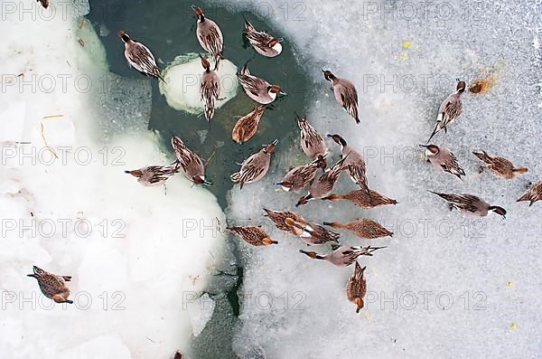 Northern pintail