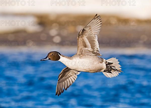 Northern sharptail