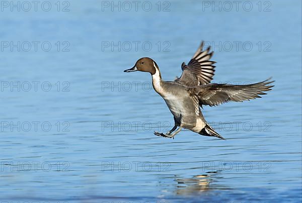 Northern Pintail