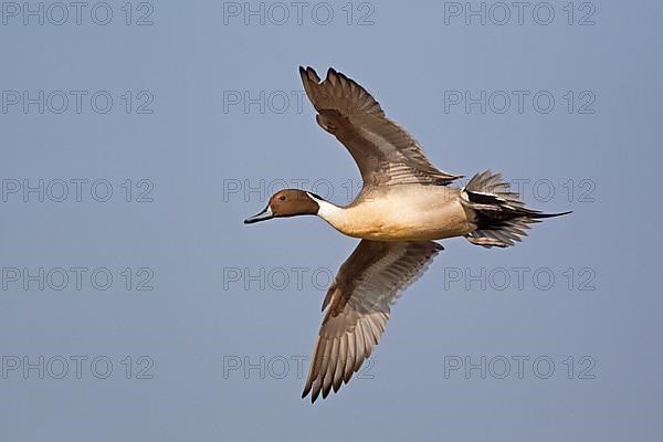 Northern Pintail