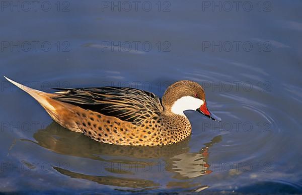 White-cheeked pintail