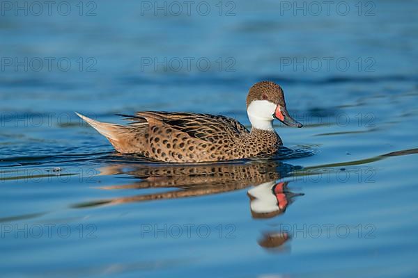 White-cheeked pintail