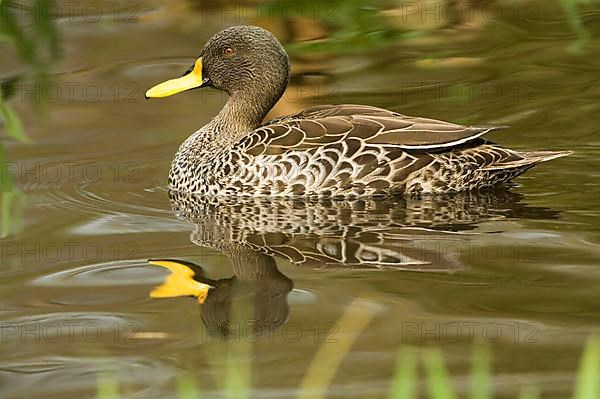 South Georgia Pintail