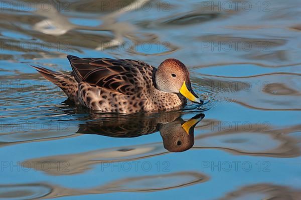 Sharp-tailed Duck