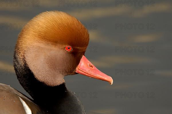 Red-crested Pochard