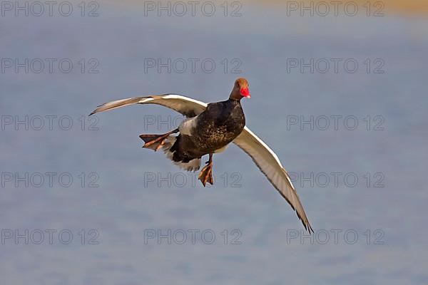 Red-crested pochard