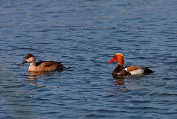 Red-crested Pochard