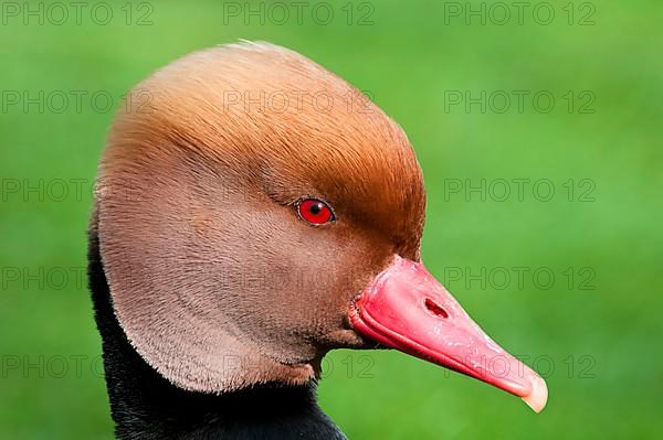 Red-crested red-crested pochard