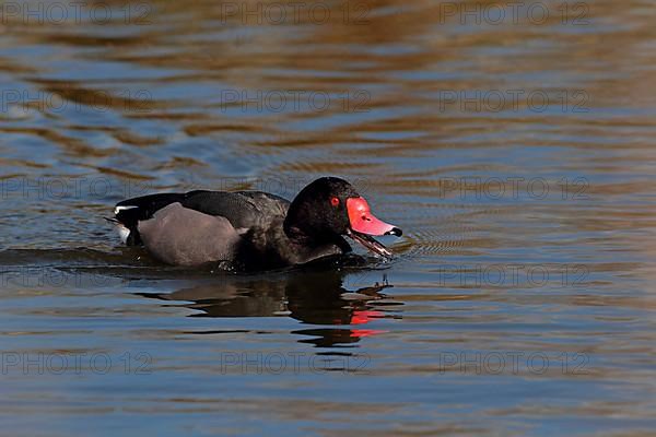 Pink rosy-billed pochard