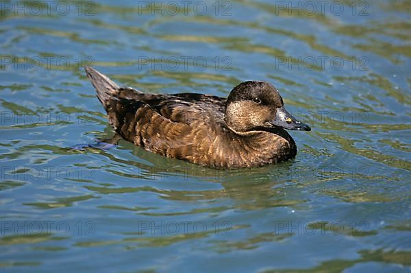 Common scoter