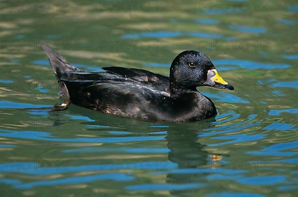 Common scoter