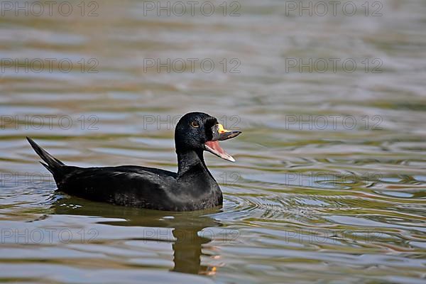 Common scoter