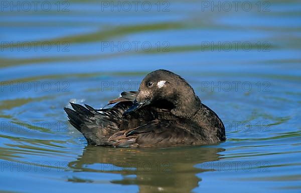 Velvet scoter