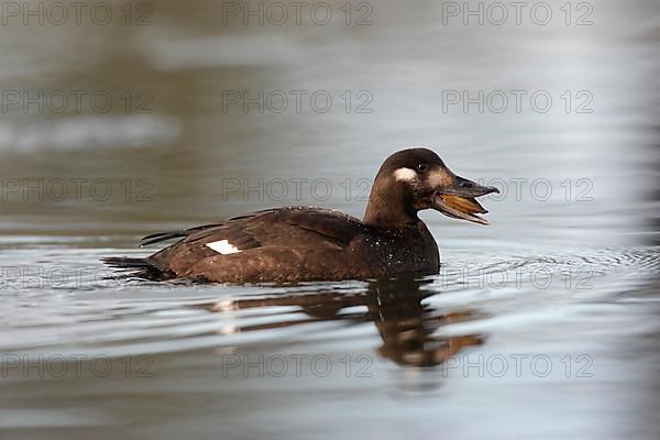 Velvet scoter