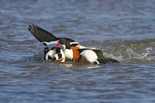 Common shelducks