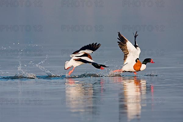 Common Shelduck